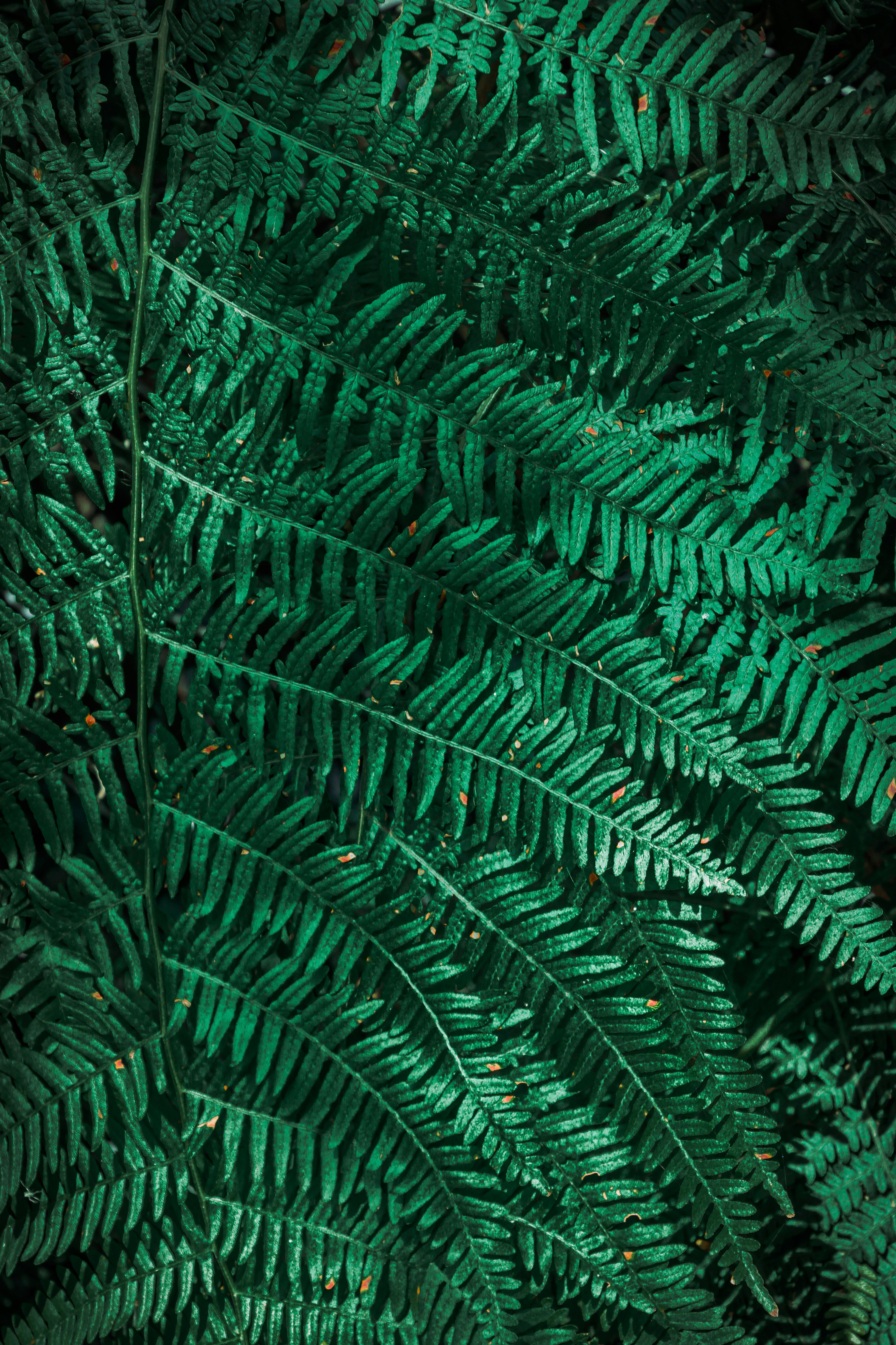 A nice picture of leaves that I took from Unsplash
