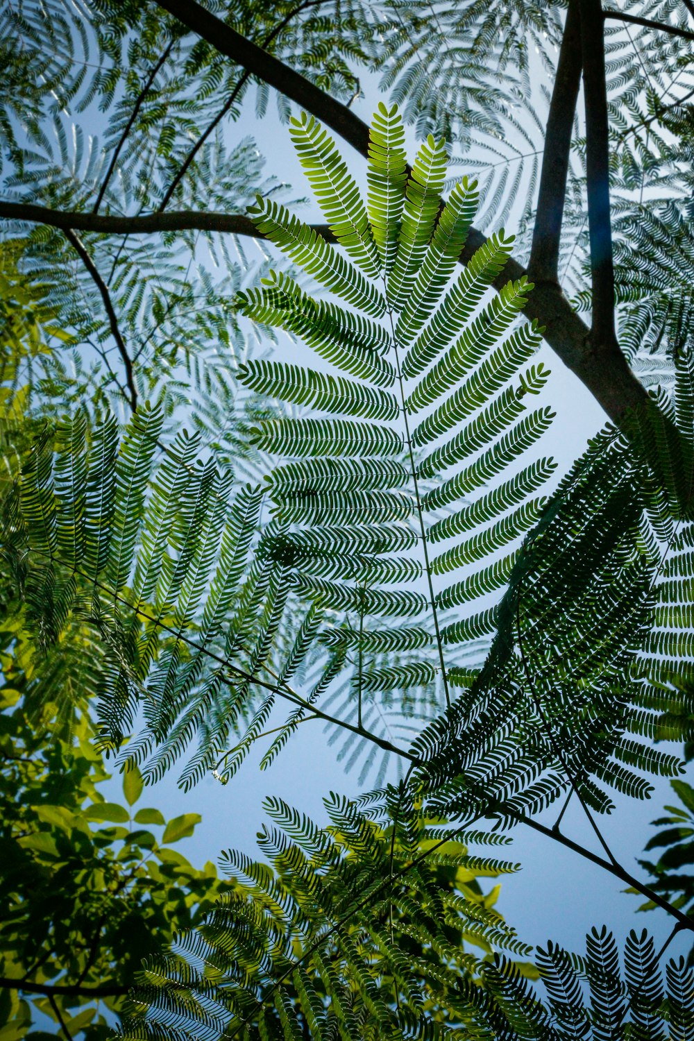 a group of trees