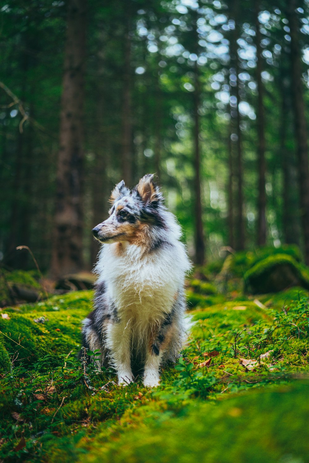 a dog standing in a forest