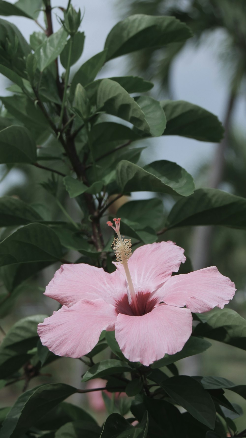 a bee on a pink flower