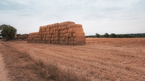 Harvested crops neatly stacked ready for transport.