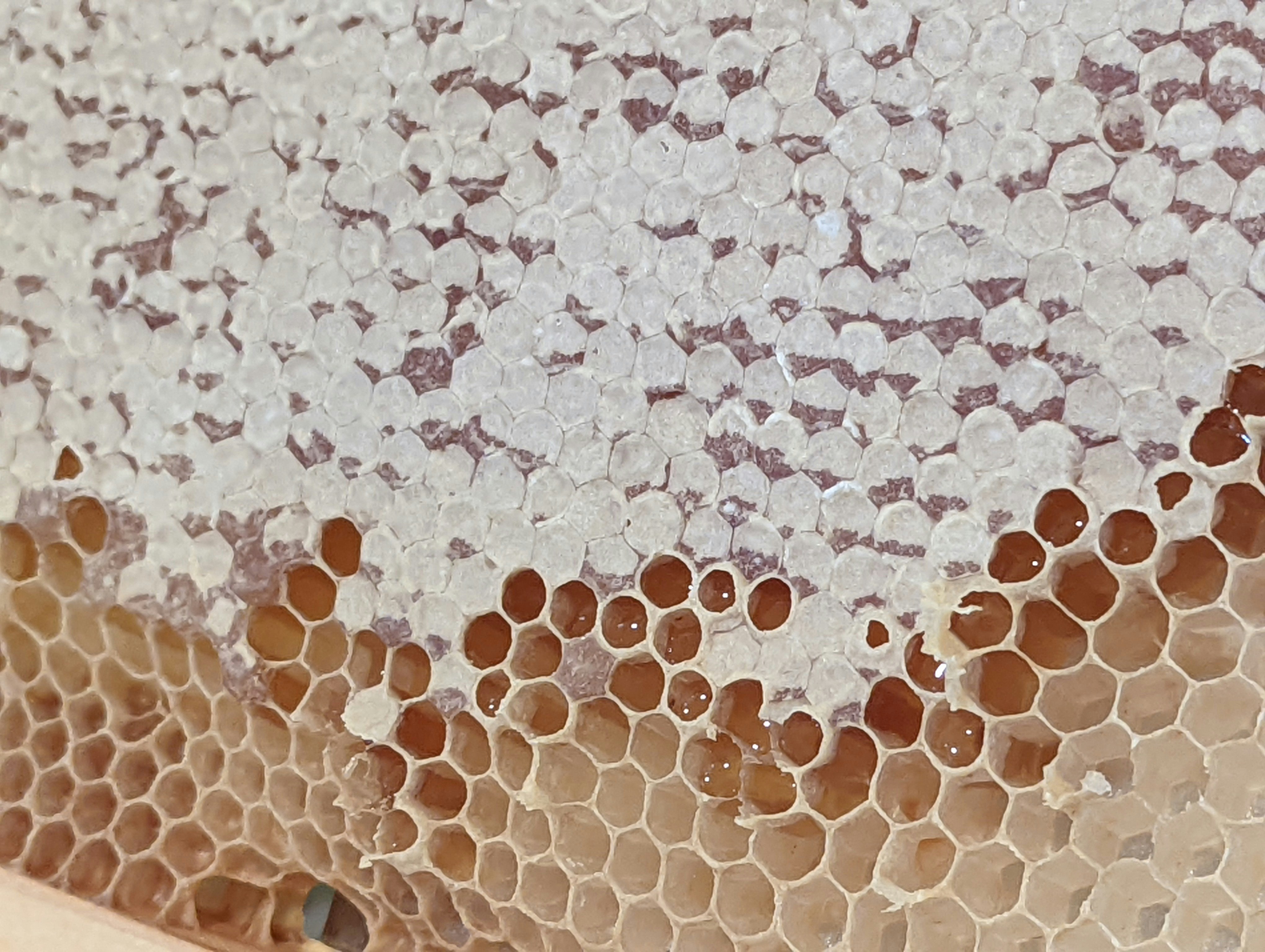Golden honeycomb close-up showing hexagonal wax cells filled with honey