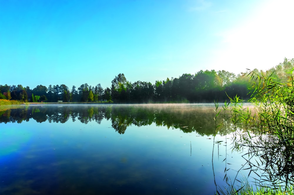 a body of water with trees around it