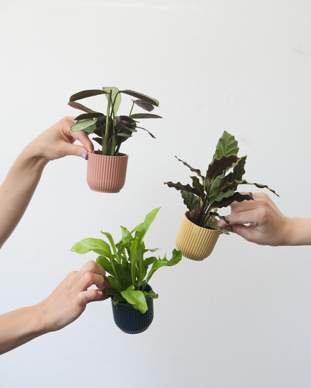 hands holding plants in pots
