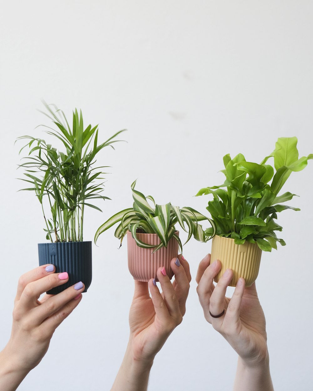 a group of hands holding plants