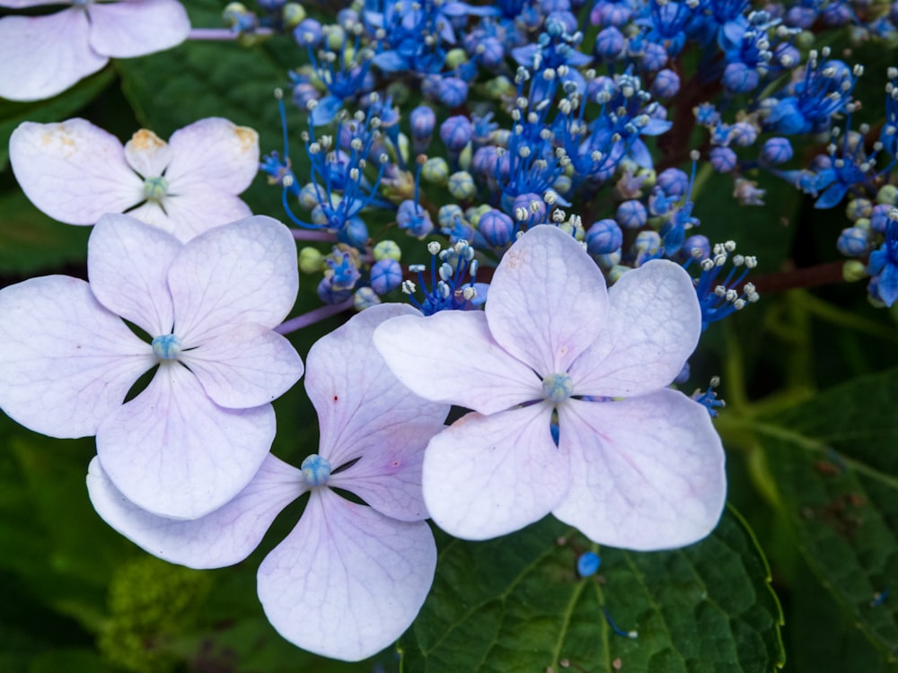 a group of flowers