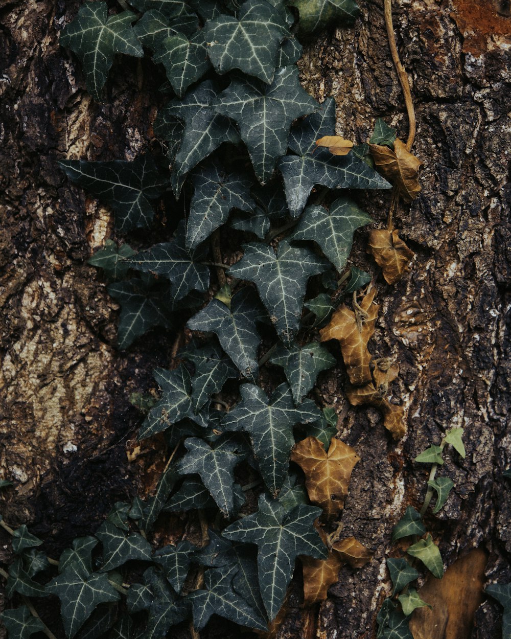 a tree trunk with leaves
