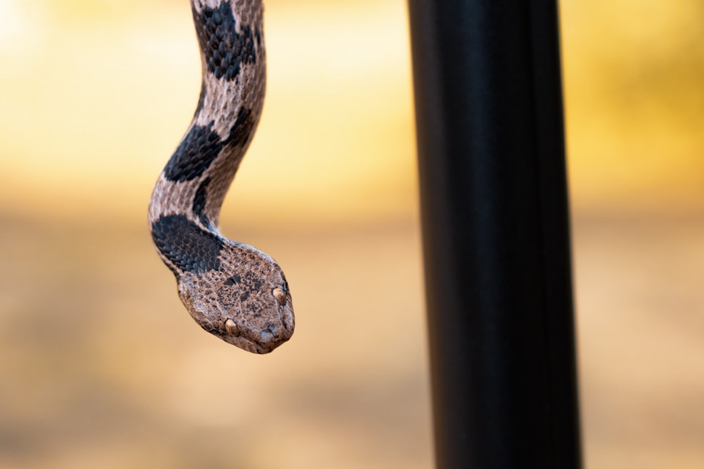 Un serpent sur une surface