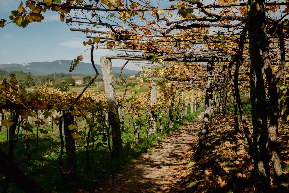 a path through a vineyard