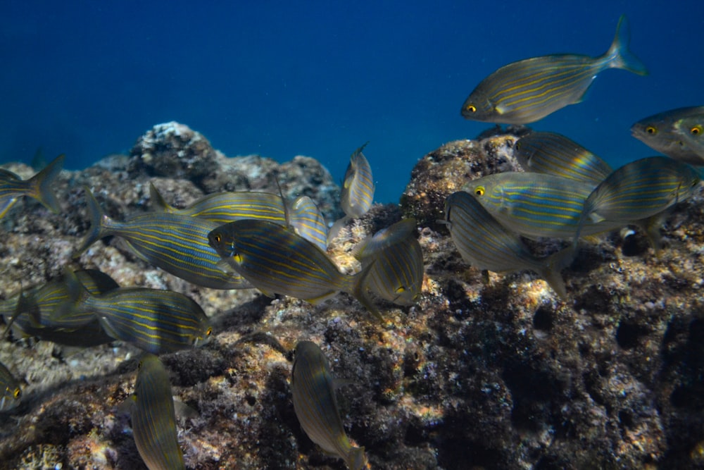 a group of fish swimming