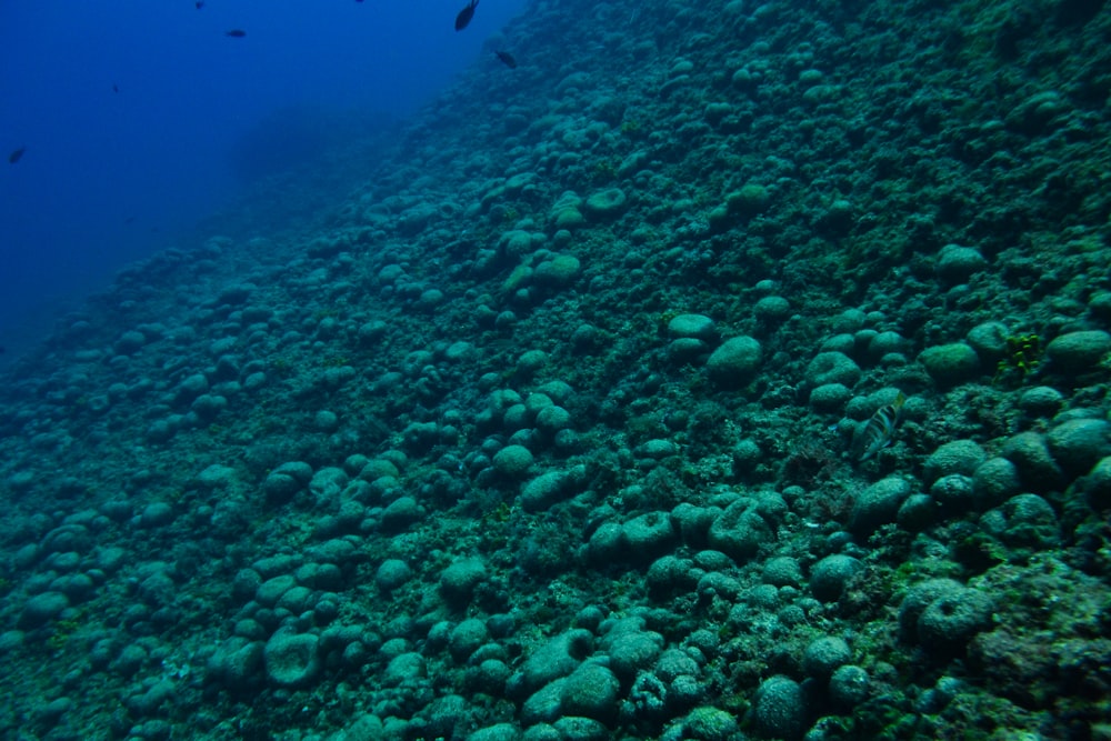 a large group of fish swimming in the ocean