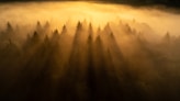An ethereal light shining through a misty forest.