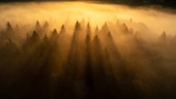 An ethereal light shining through a misty forest.