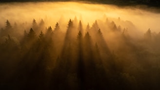 Morning mist rising over the forest canopy with golden sunlight breaking through.