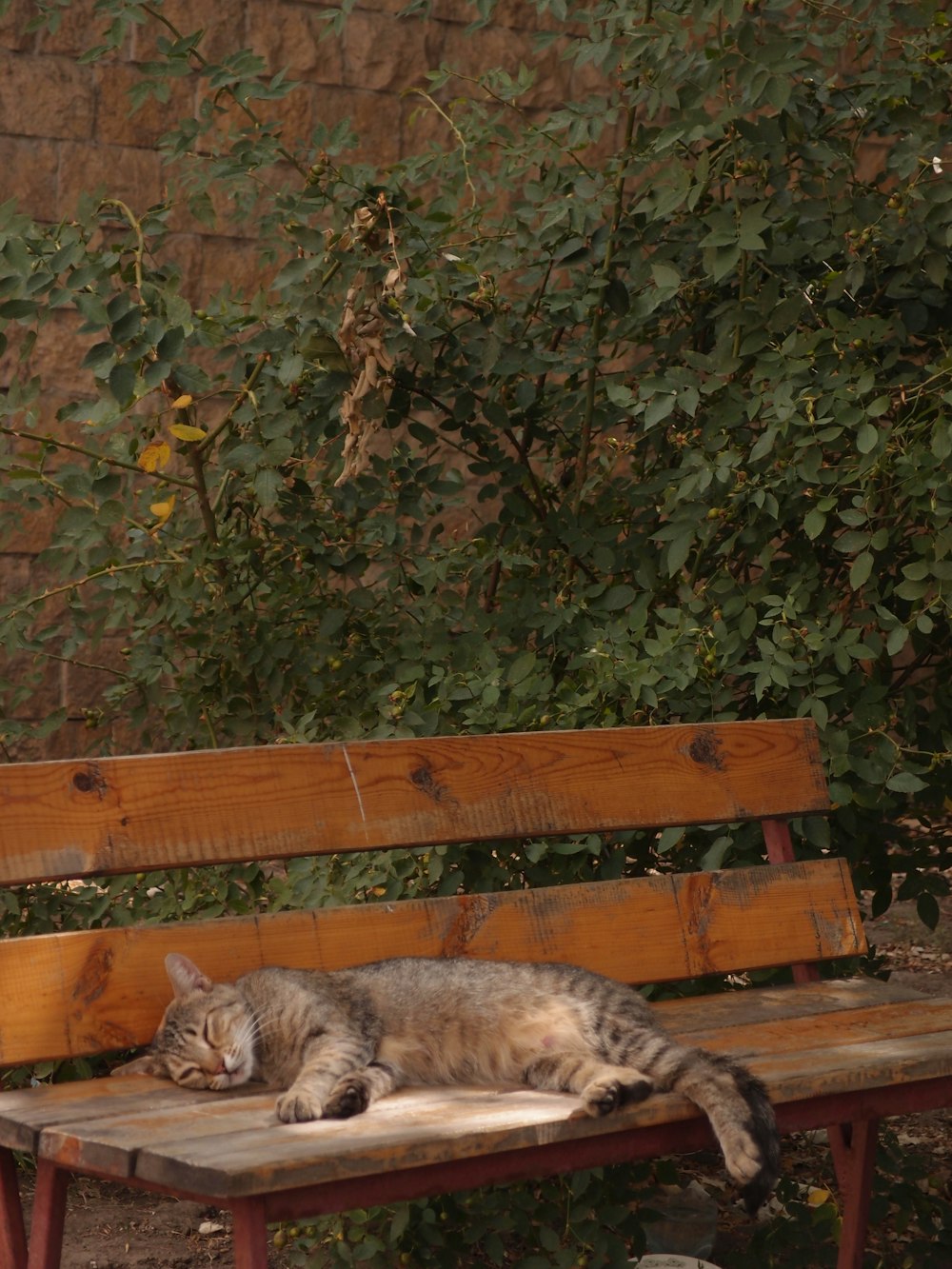 a cat sleeping on a bench