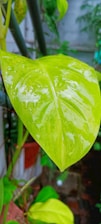 Close-up of a healthy philodendron leaf with water droplets.