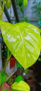 Close-up of a vibrant green plant leaf being nourished by drops of liquid organic fertilizer.