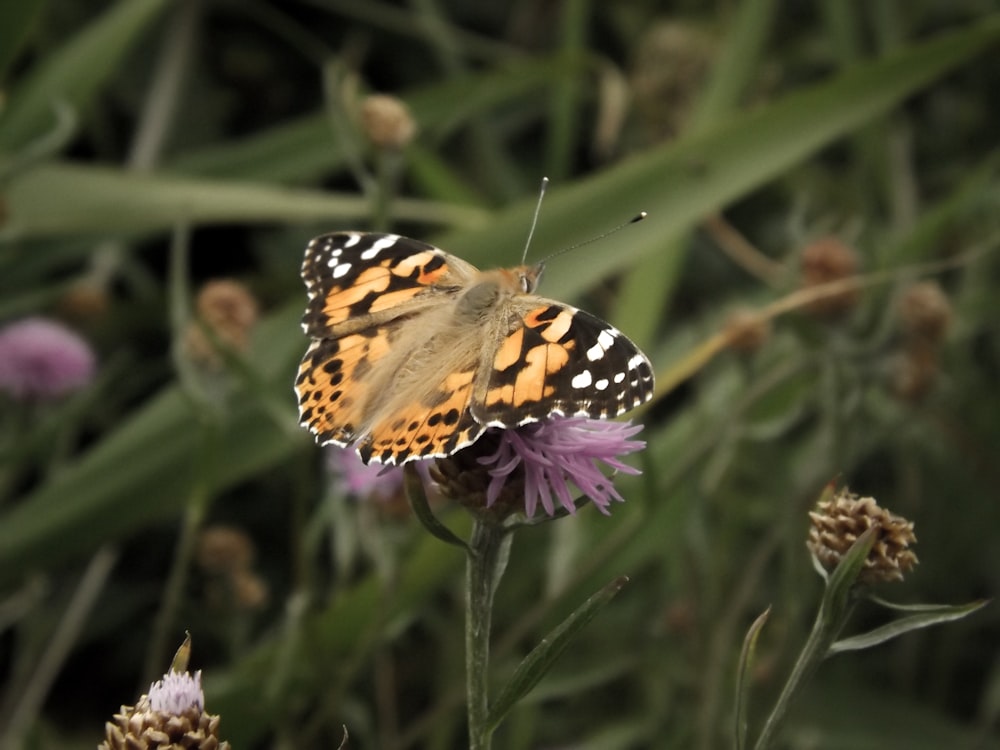 a butterfly on a flower