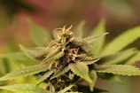 Close-up of a cannabis plant with vibrant green leaves and delicate orange pistils surrounded by a blurred background.