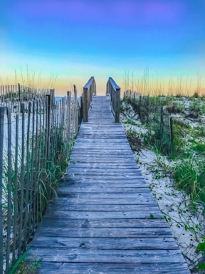 a wooden walkway through a field of tall grass