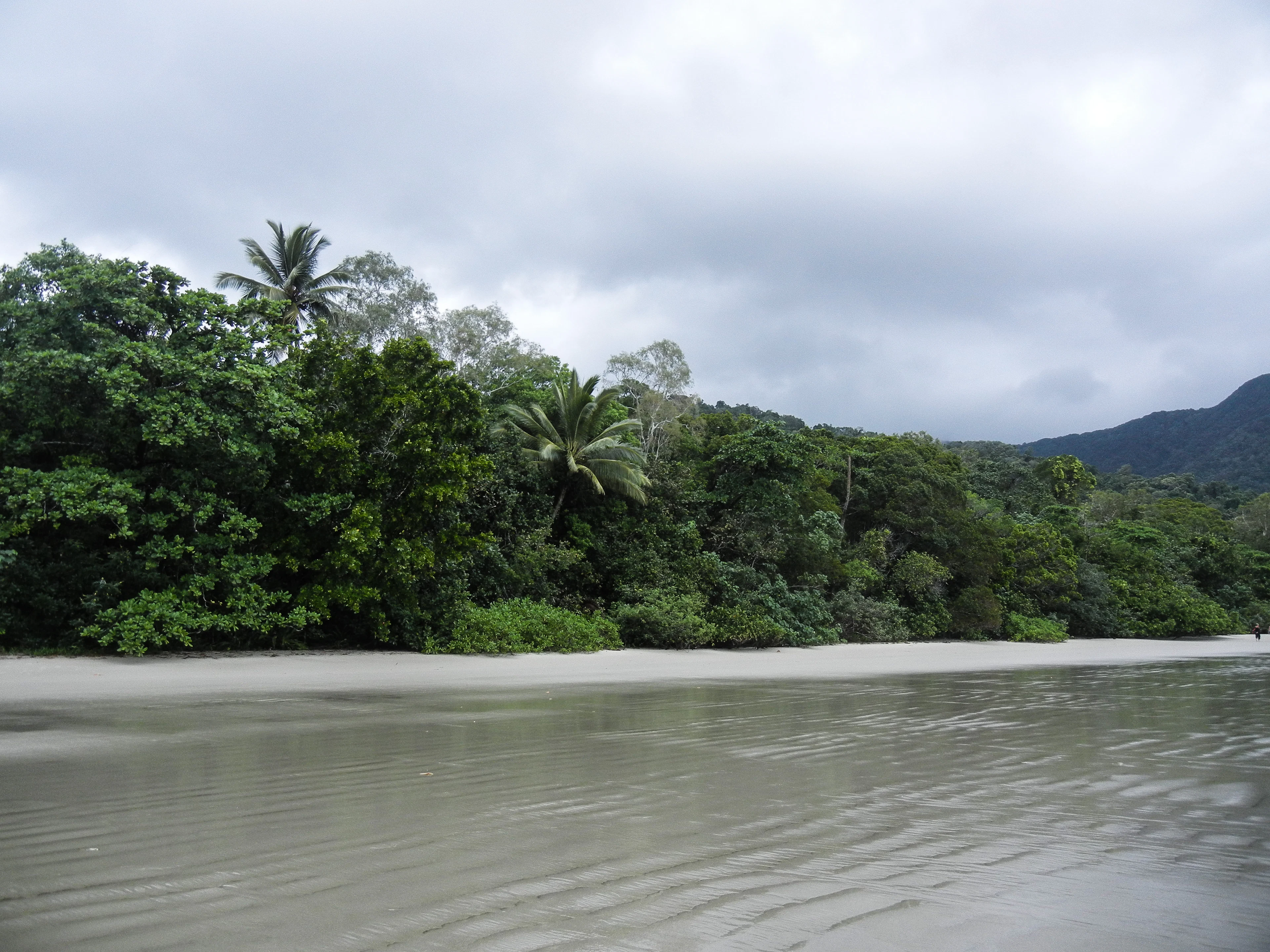 Rainforest running down to the beach in Daintree National Park
