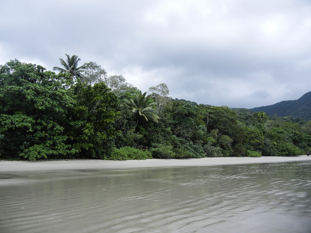 a body of water with trees on the side