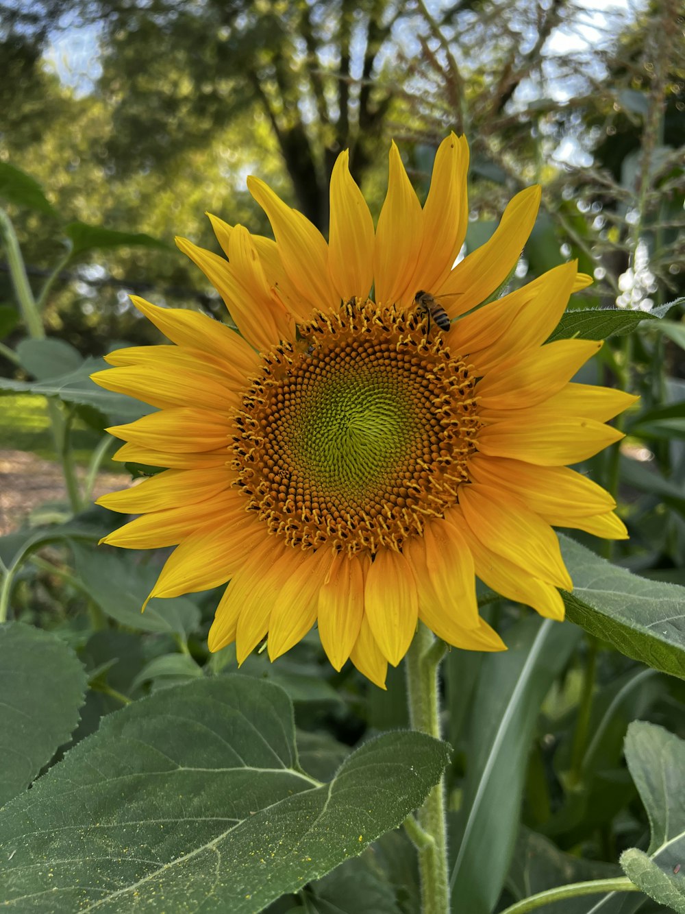 a yellow flower with green leaves