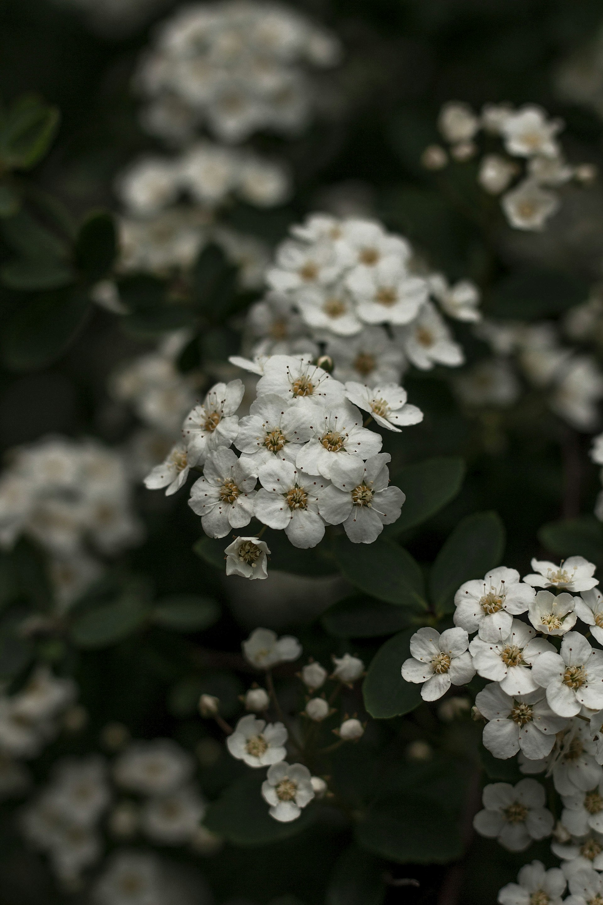 a close up of white flowers