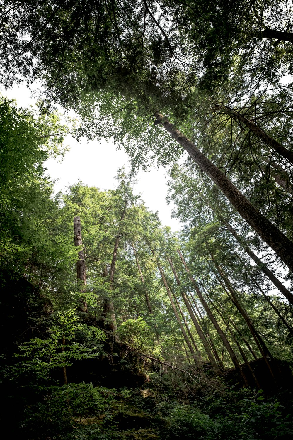 a forest with trees