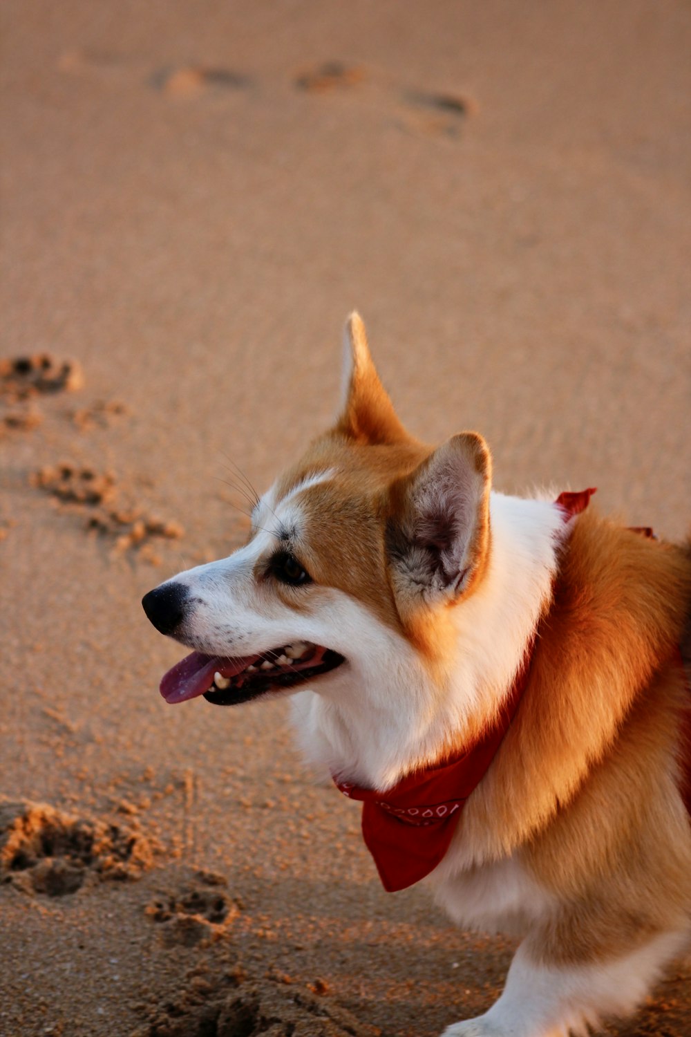 a dog with its tongue out