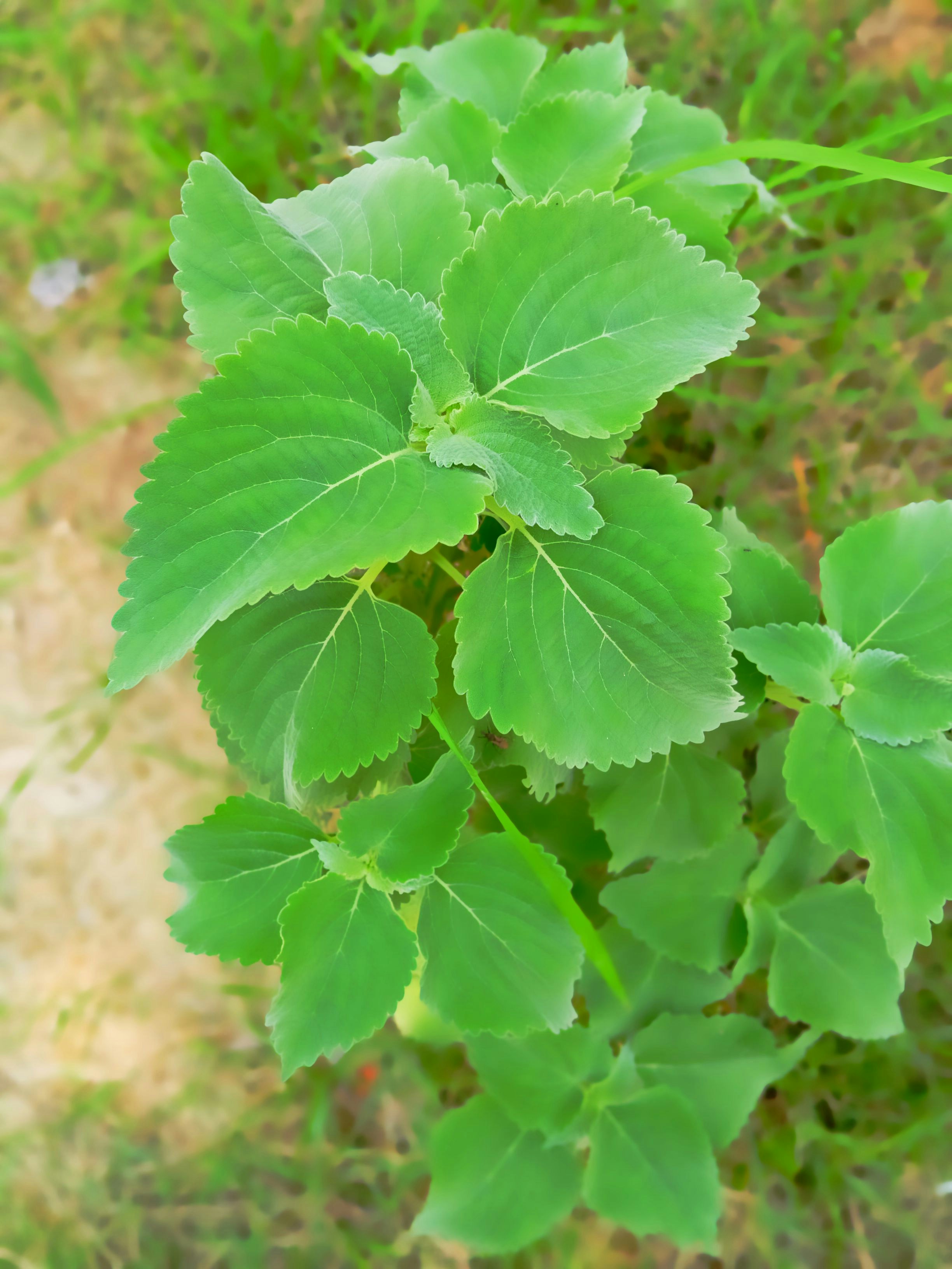 sida rhombifolia herbal plant, wallpaper, Sidaguri: Kenali Potensi Manfaat dan Risikonya bagi Kesehatan 3