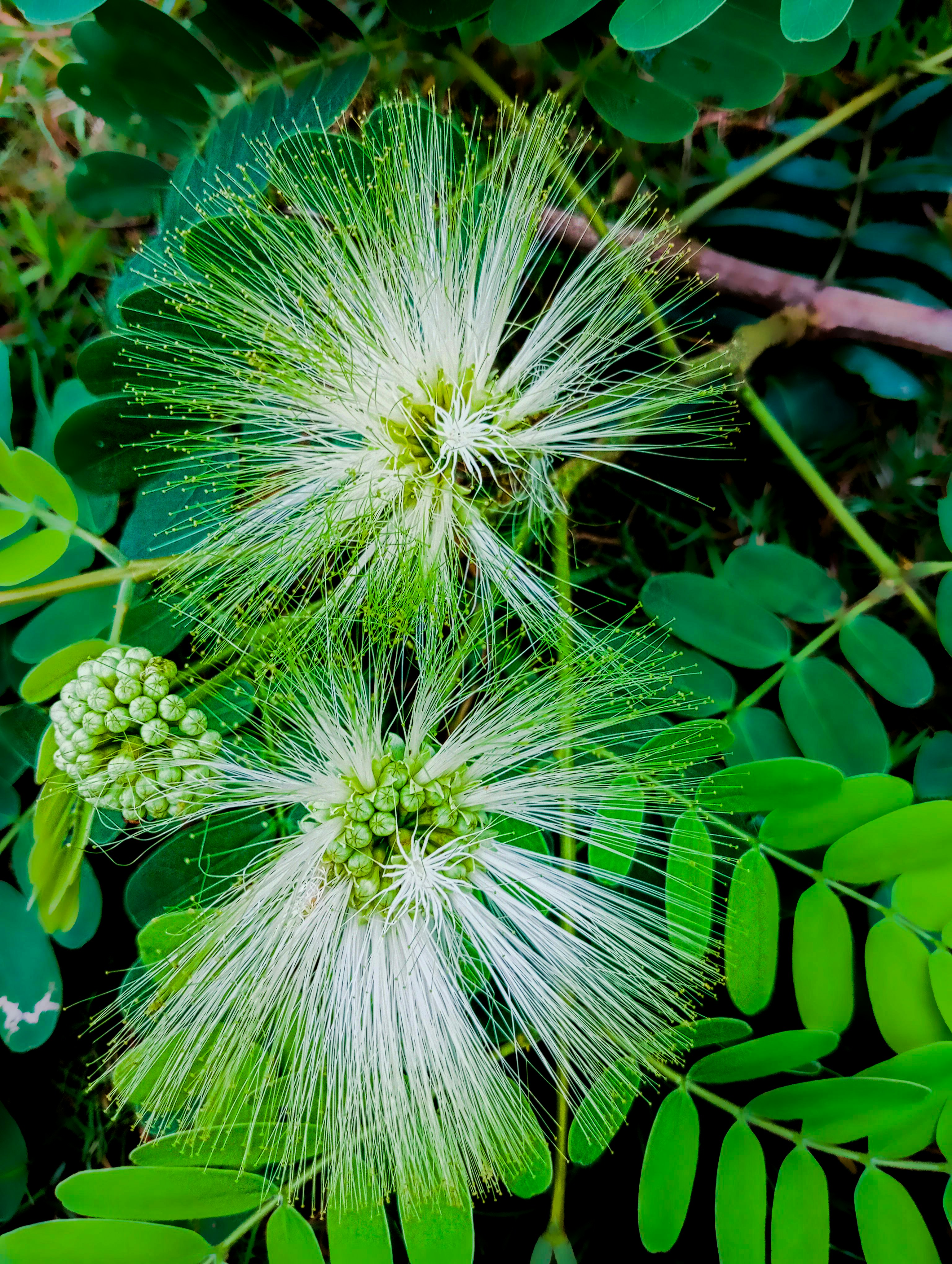 a close up of a flower
