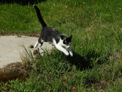 A playful black and white cat mid-leap, eyes wide with excitement.