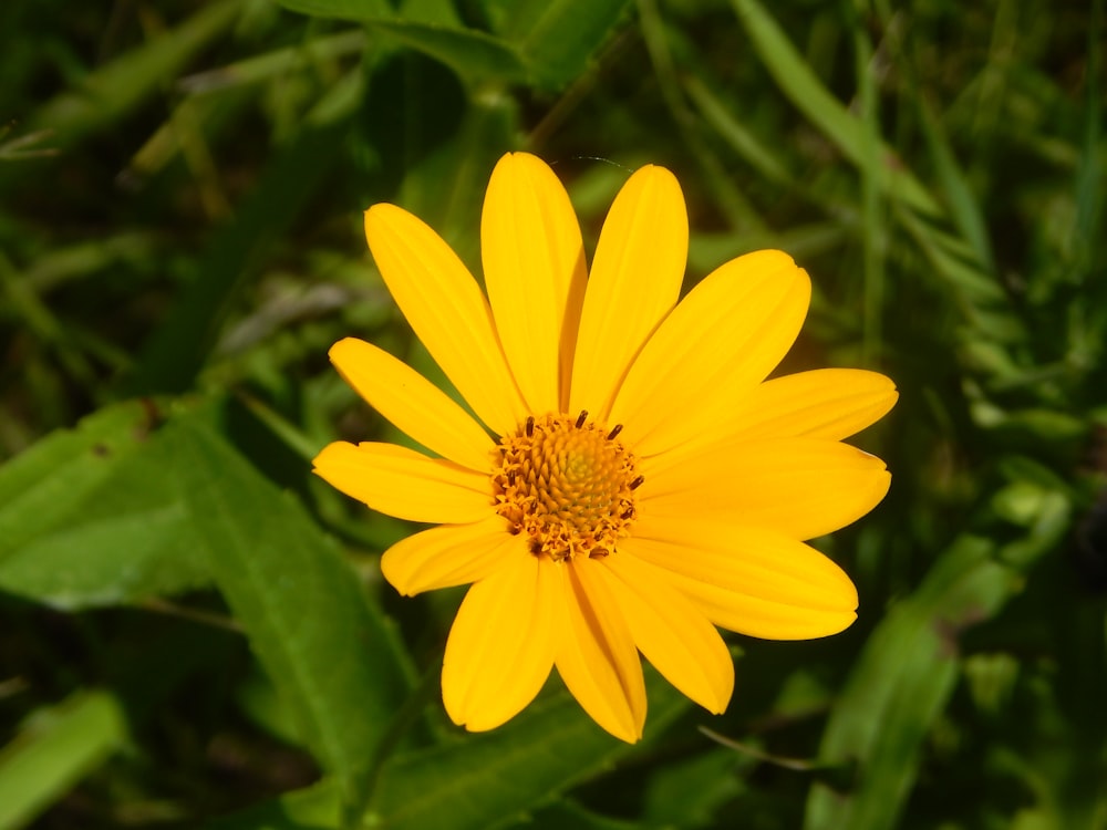 a yellow flower in a field