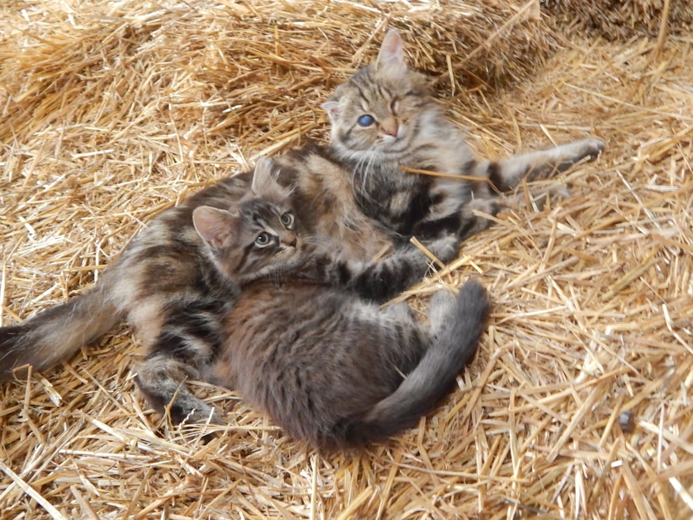 a group of kittens