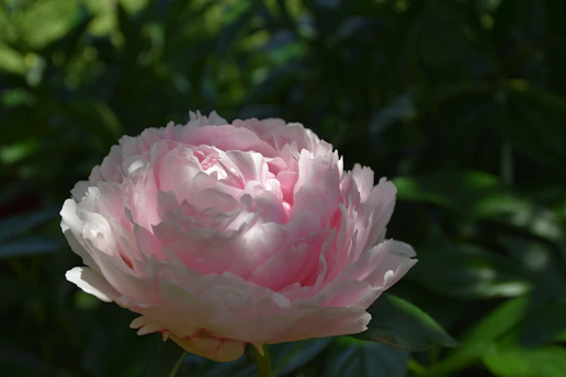 Close-up of a delicate pink peony blossom bathed in soft morning light, highlighting its intricate petals.