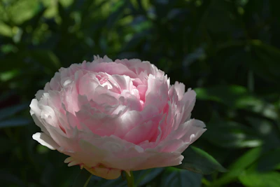 A delicate blush peony resting gently on soft ivory fabric, bathed in natural light.