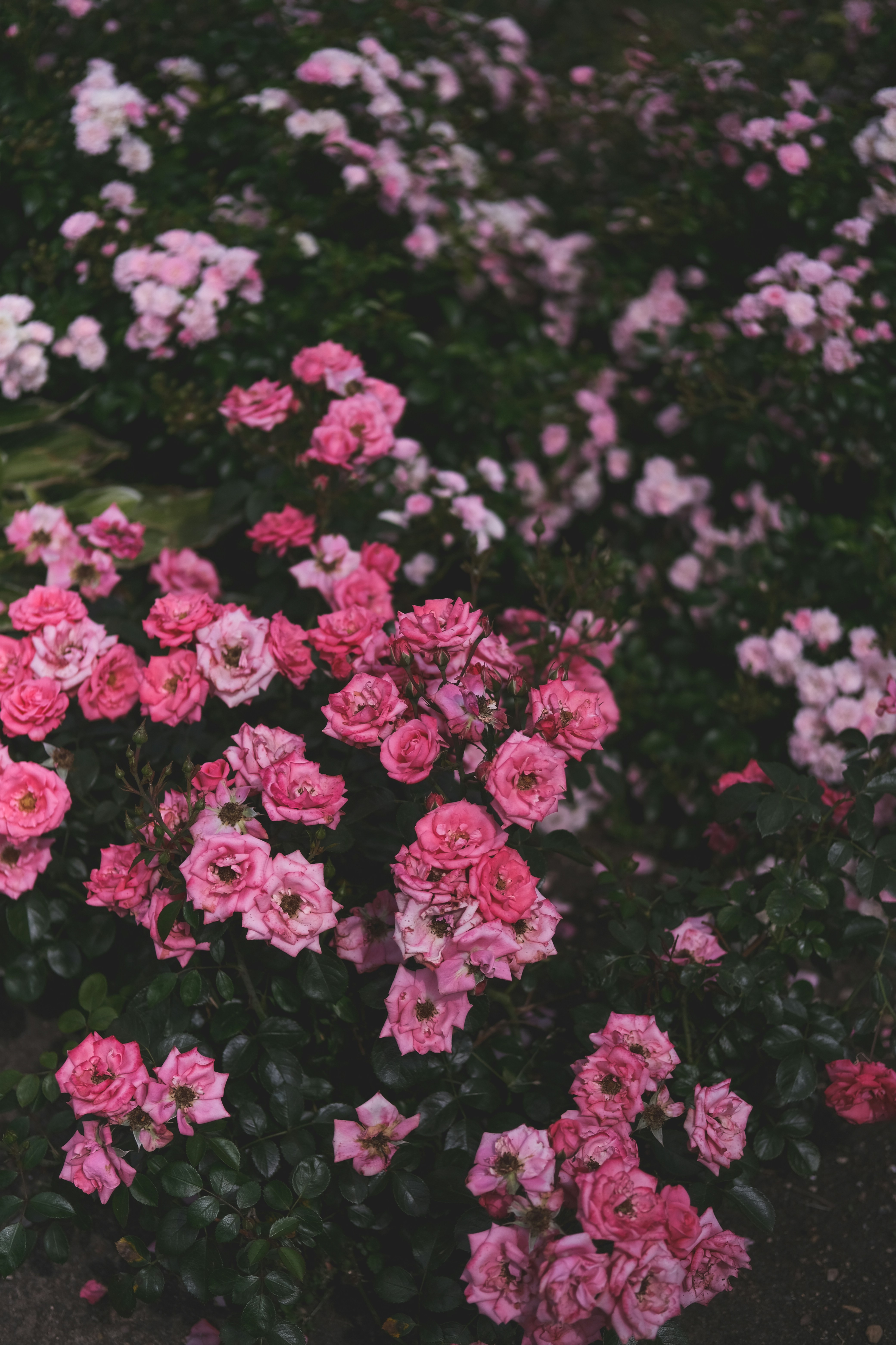 Photo by rolig_basseng