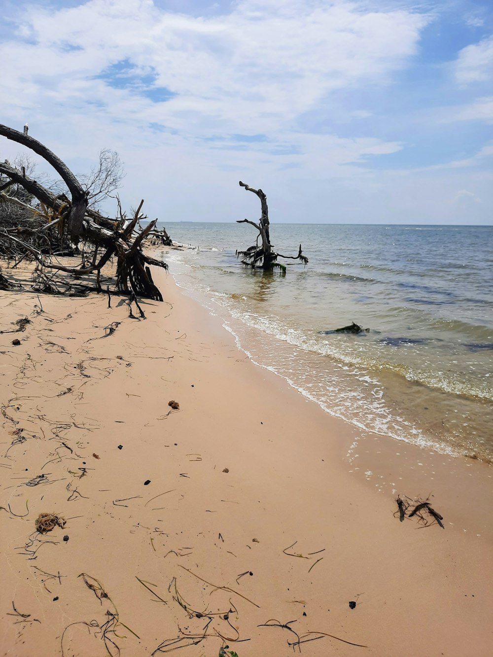 a sandy beach with a tree