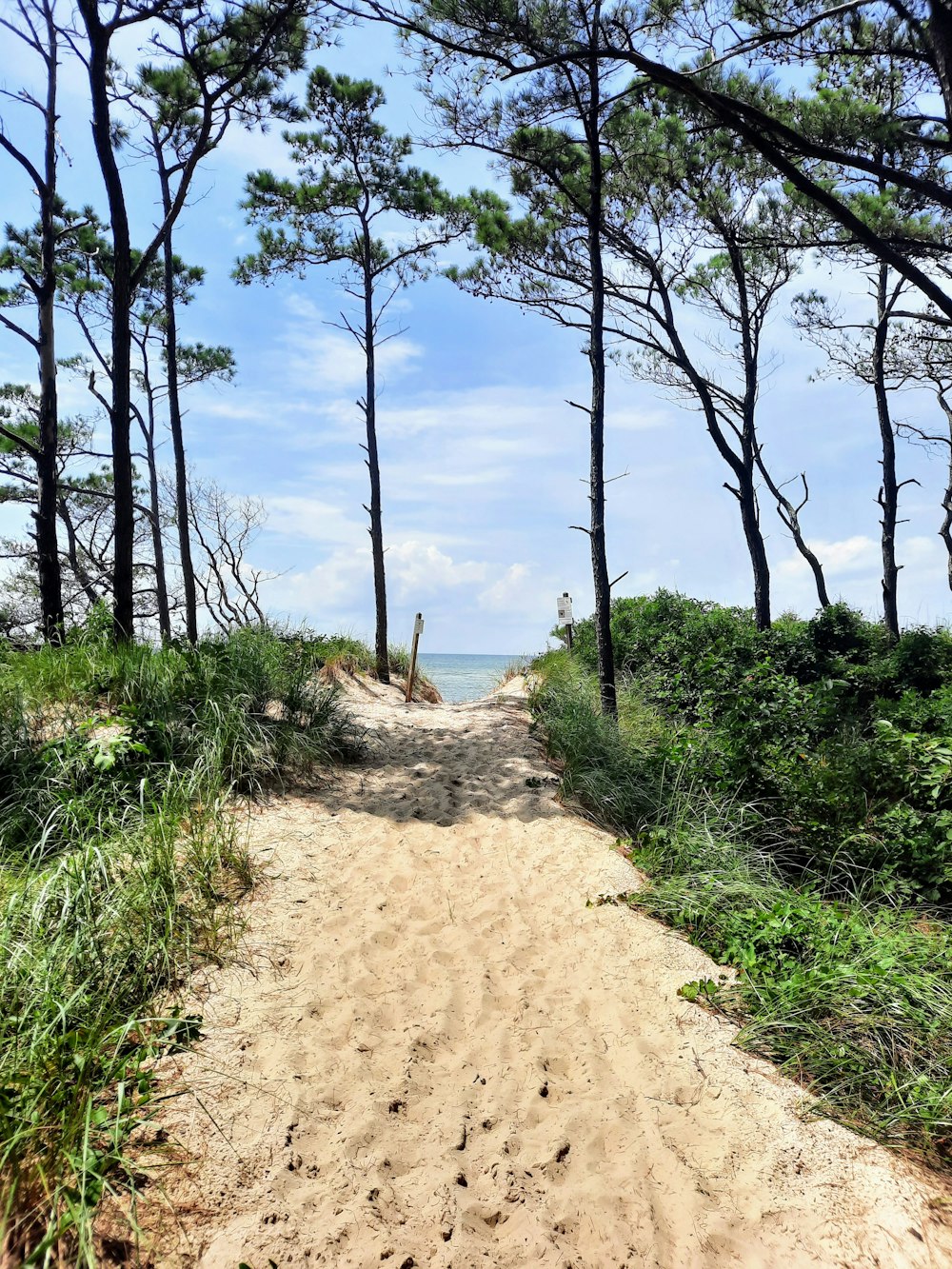 a dirt path with trees and bushes