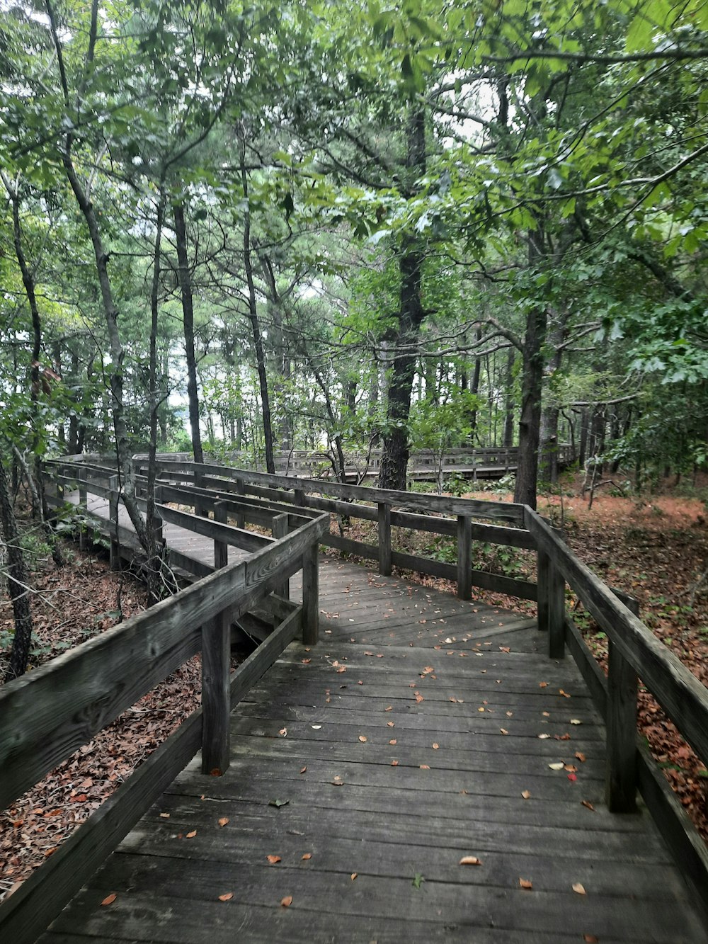 a wooden bridge in a forest