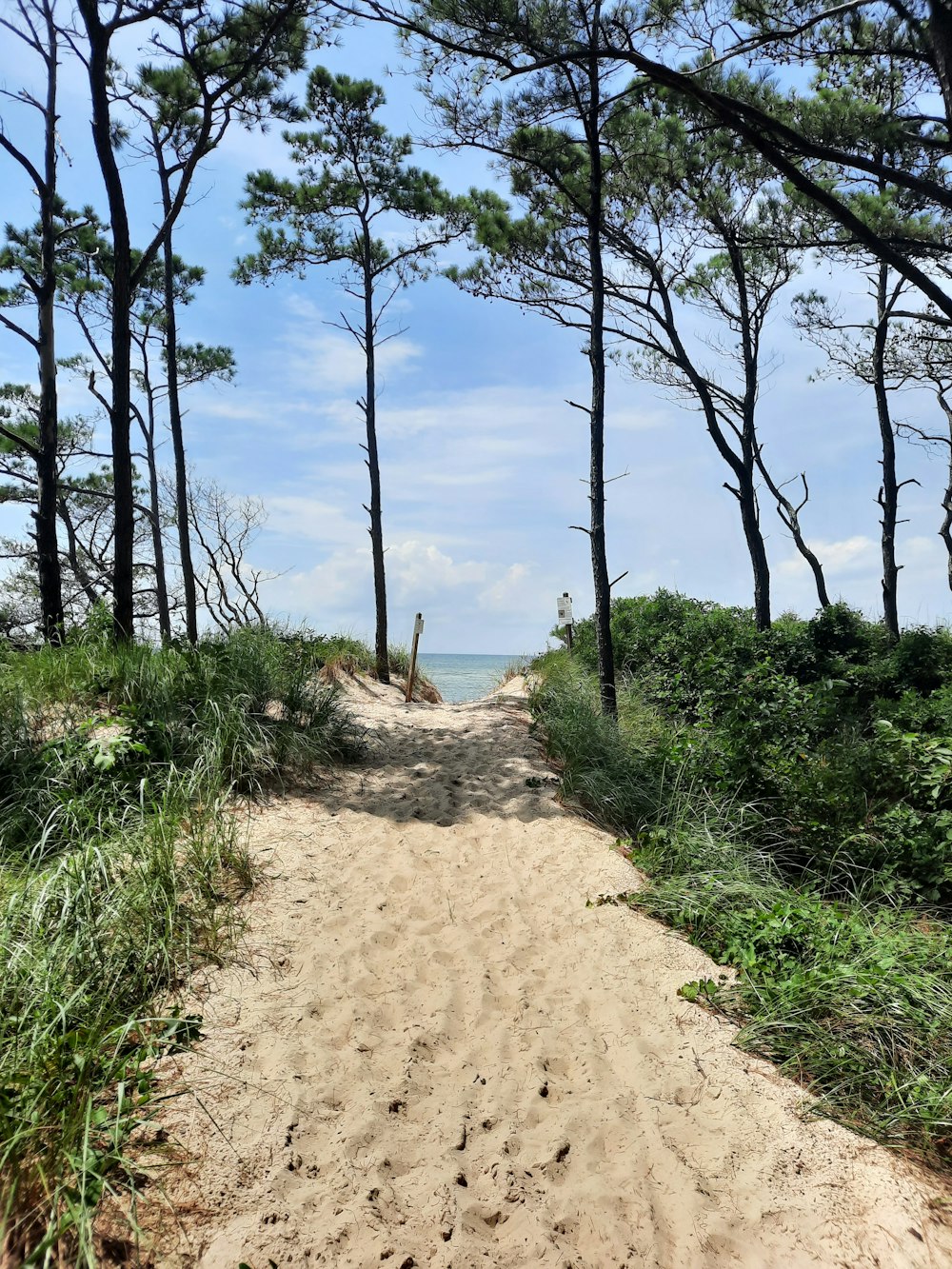 a dirt path with trees on either side of it