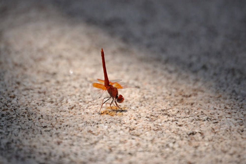 a bug on a rock