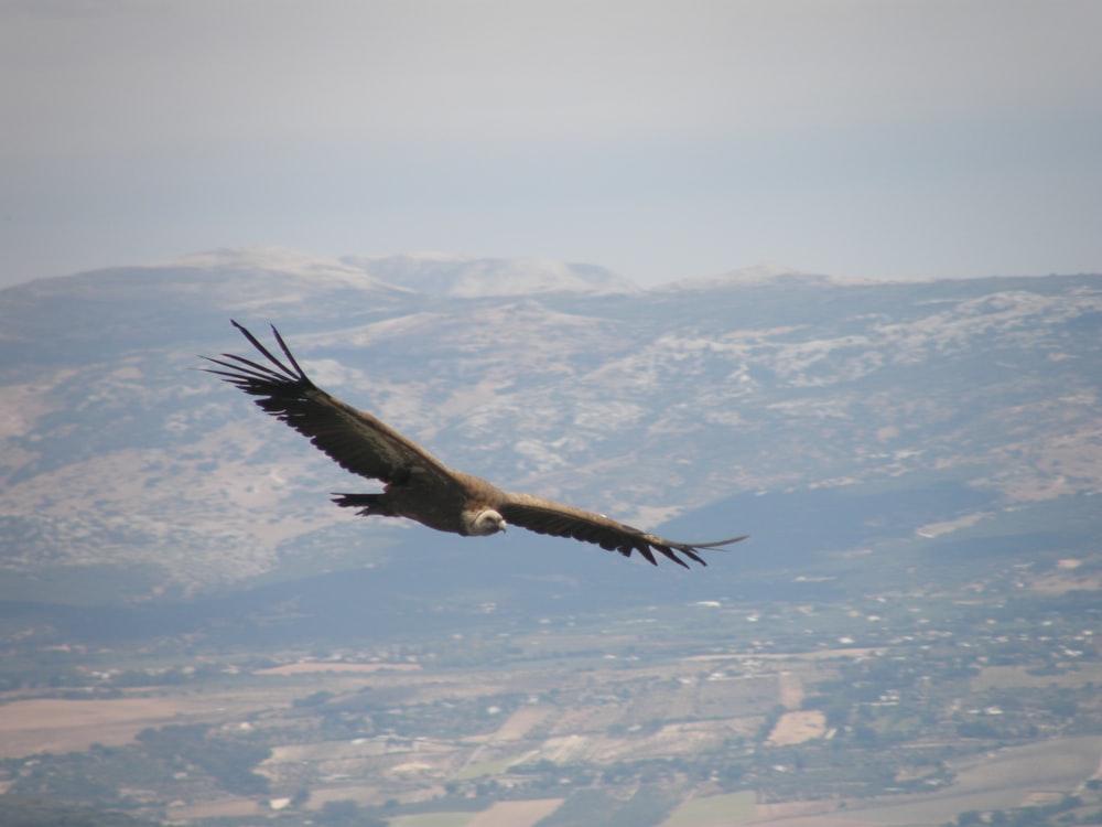 a bird flying over a city