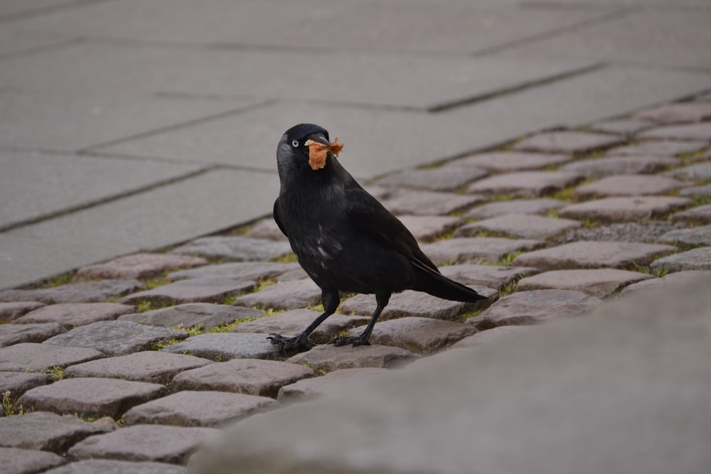 a black bird on a stone surface