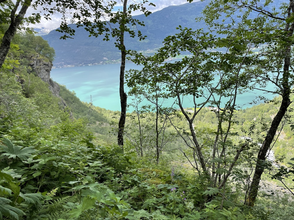 a forest with trees and a body of water in the background