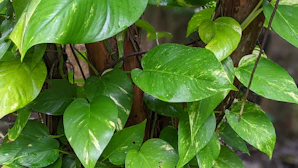 a group of green leaves