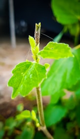 a bug on a leaf