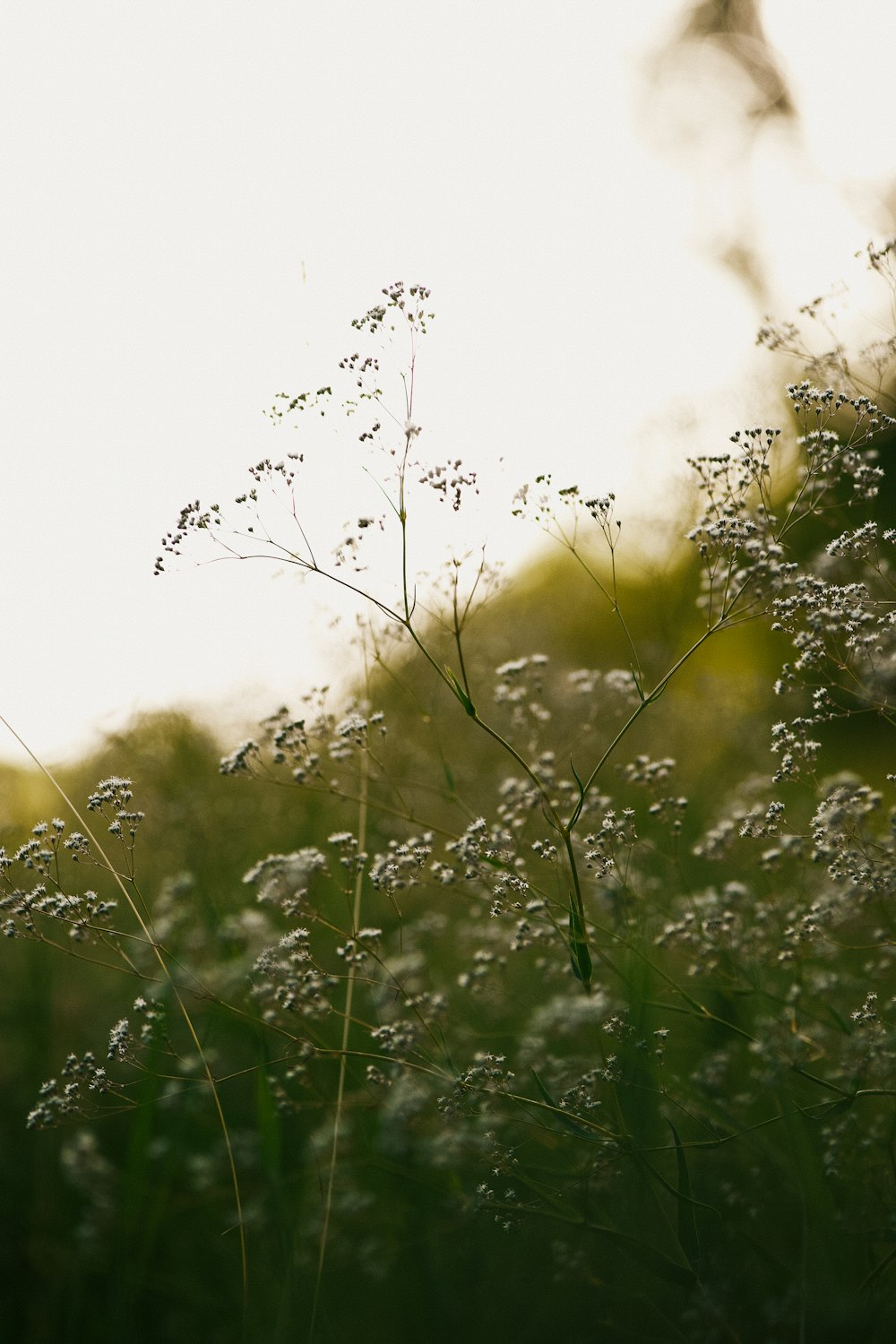 a close up of a plant