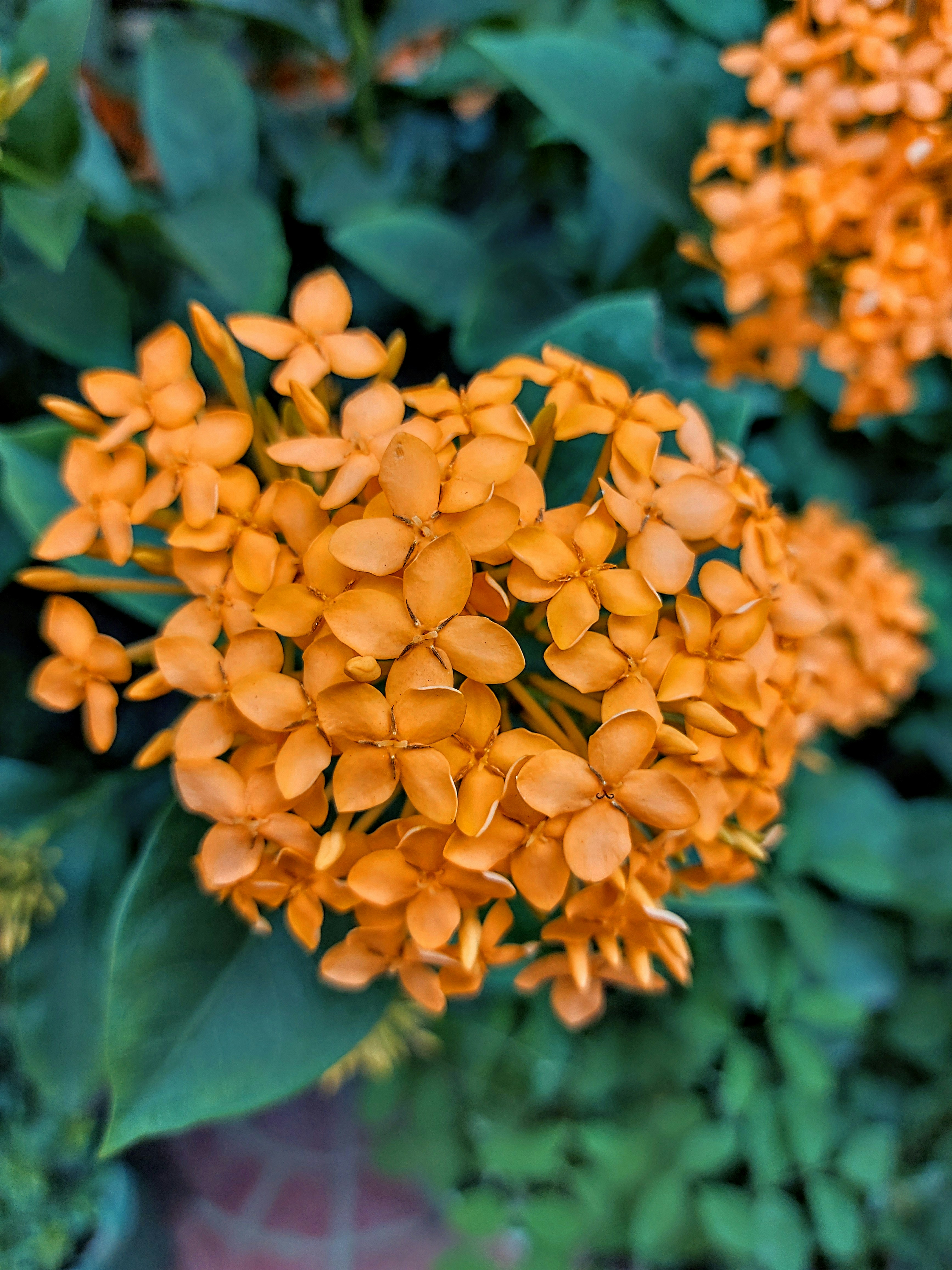 Photo by toushifalam